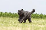 BOUVIER DES FLANDRES 057